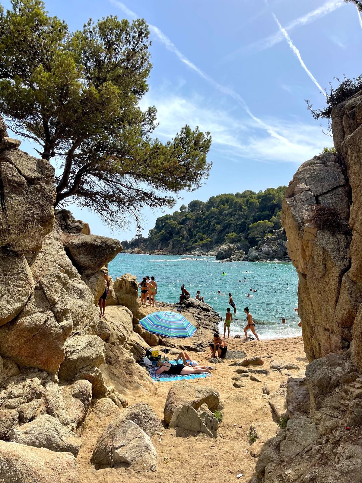 A small cala framed by umbrella pines, seen from above the cliff.